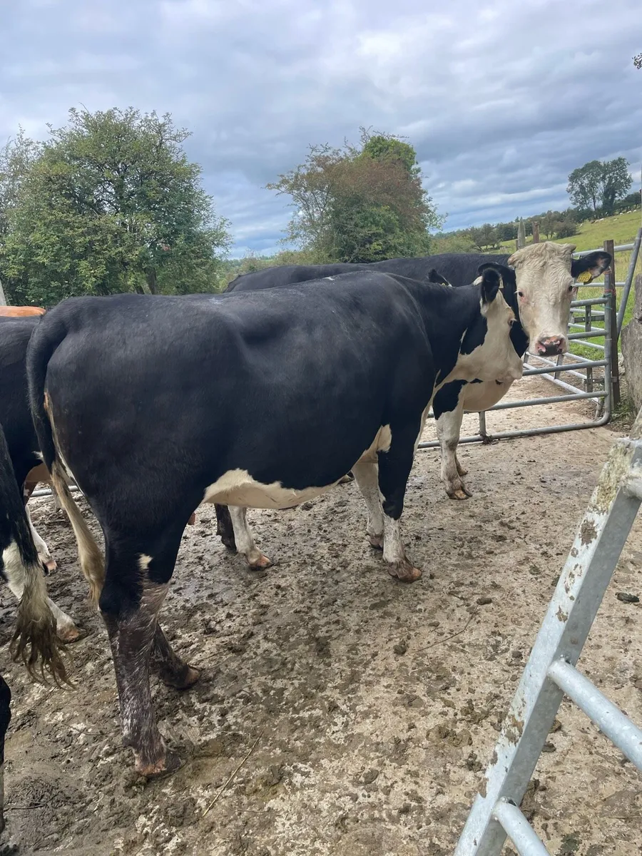 In calf Heifers - Image 2