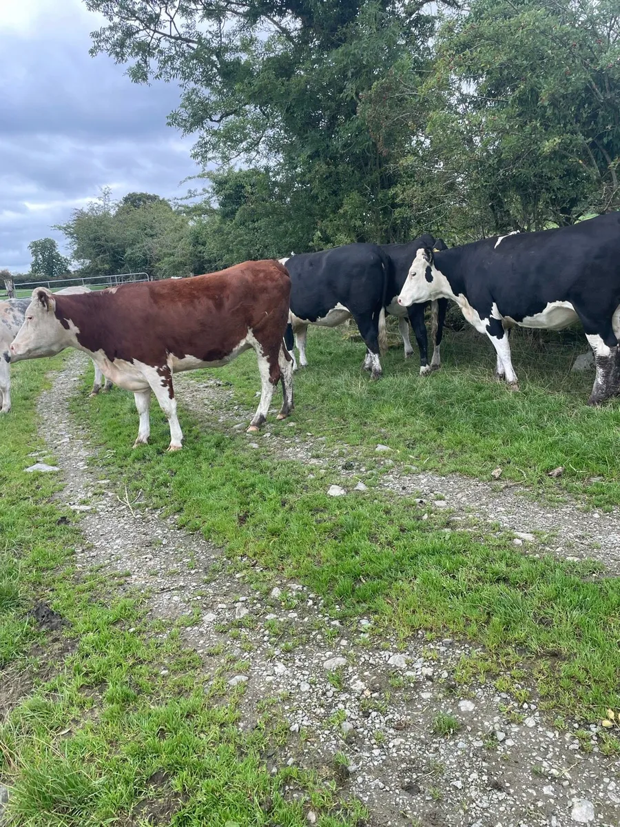 In calf Heifers - Image 3
