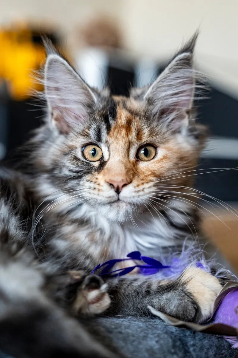 Cat - Image 1