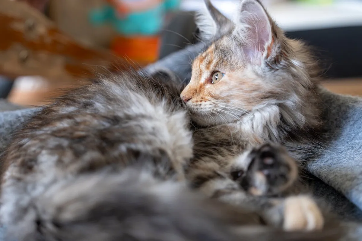 Cat - Image 4