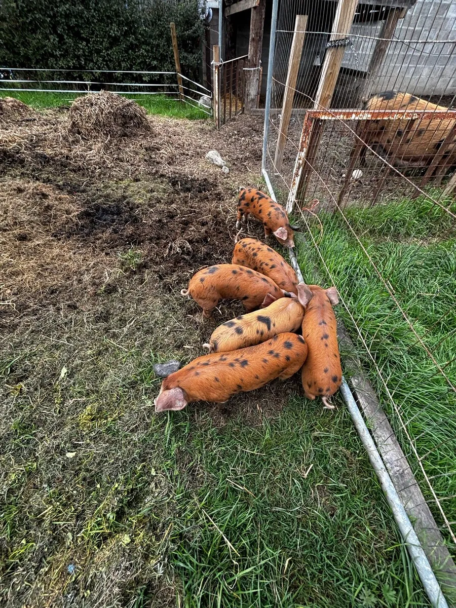 Pure bred Oxford Sandy and black Pigs - Image 4