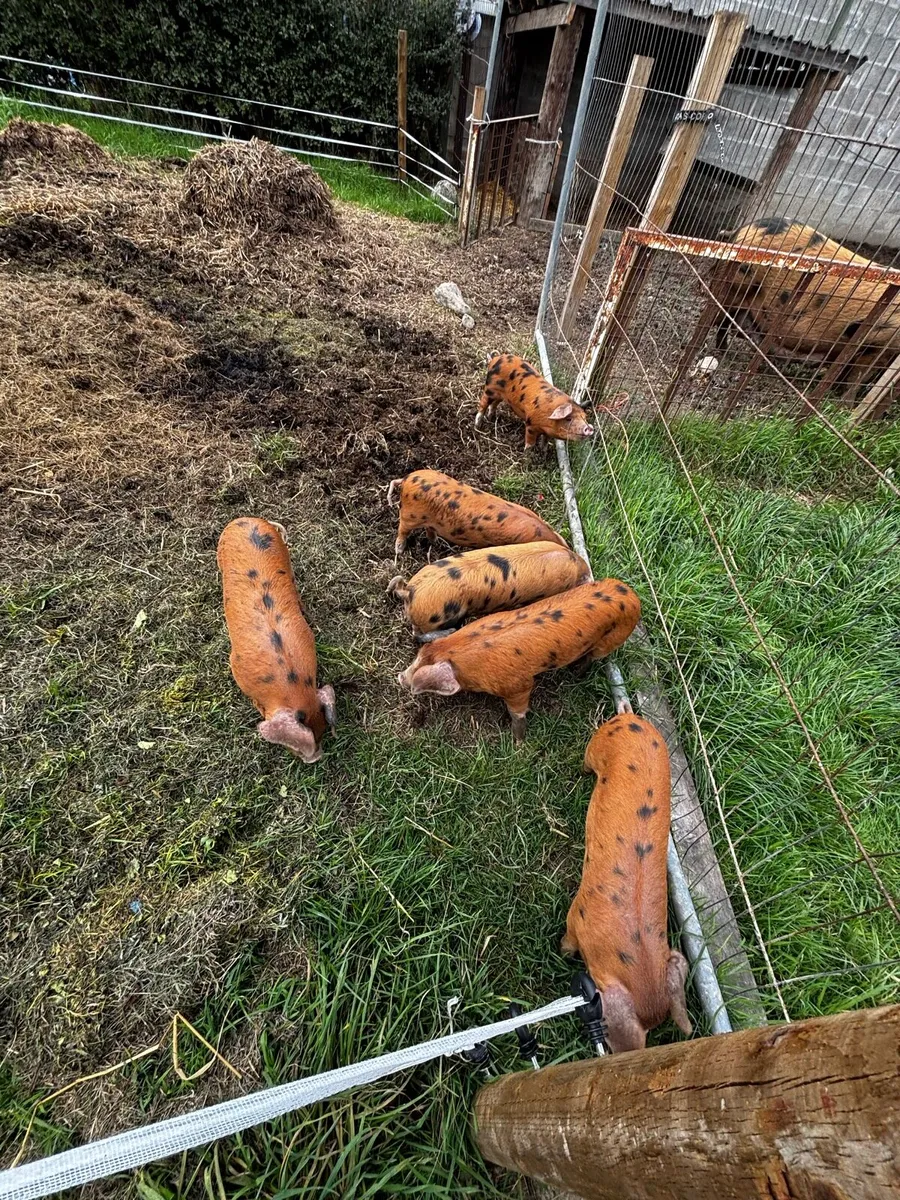 Pure bred Oxford Sandy and black Pigs - Image 1