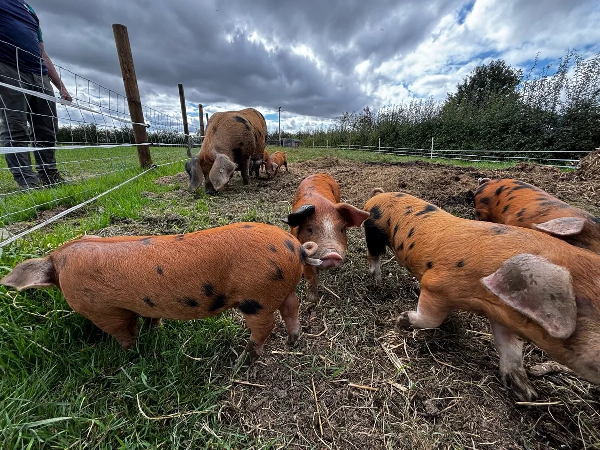 Pure bred Oxford Sandy and black Pigs - Image 2