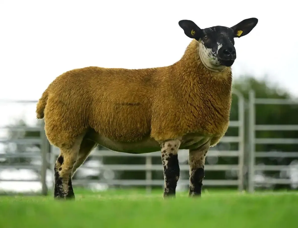 Suftex & blue Texel - Image 1