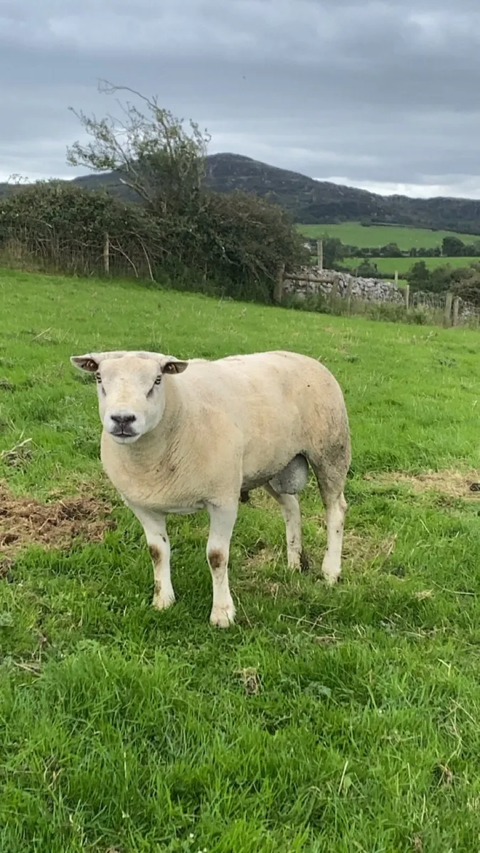 Chartex ram - Image 1