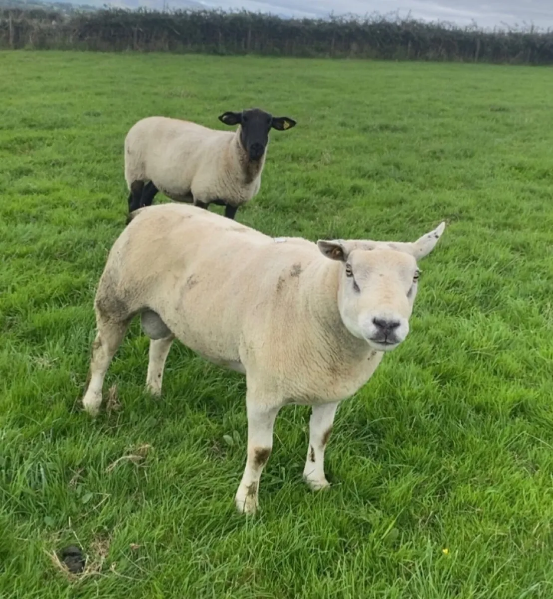 Chartex ram - Image 2