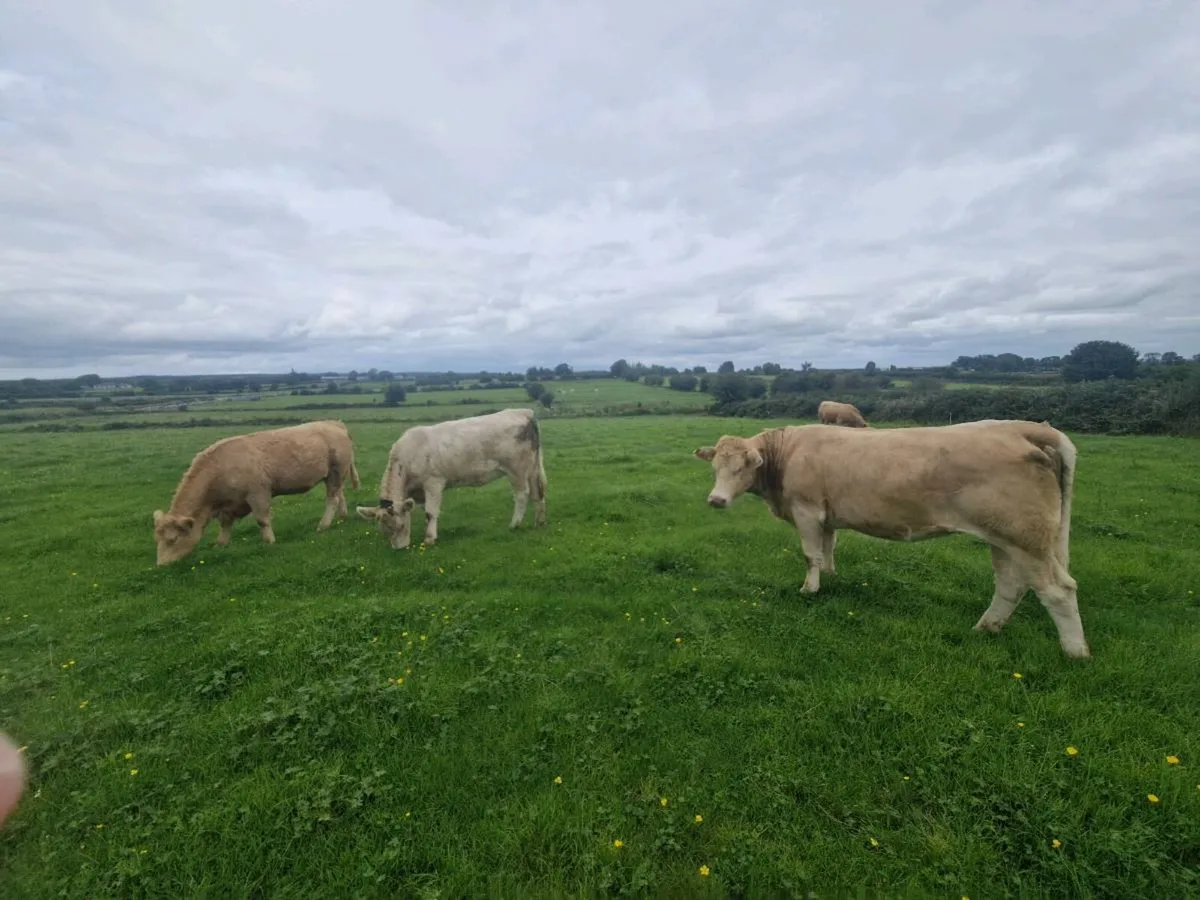 Heifers - Image 3