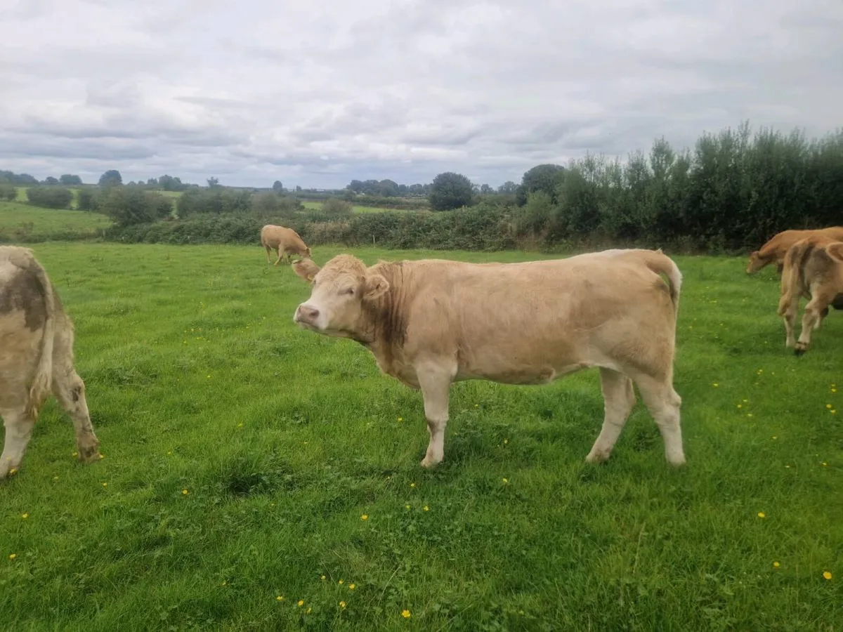Heifers - Image 4