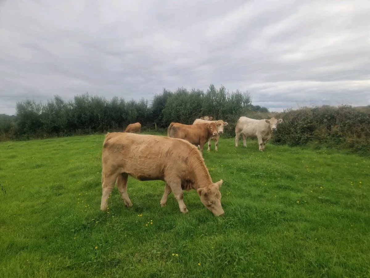 Heifers - Image 1