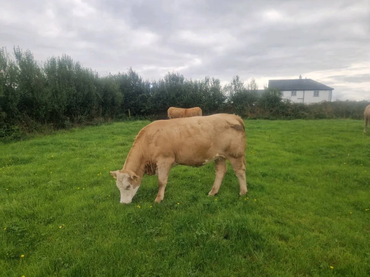 Heifers - Image 2