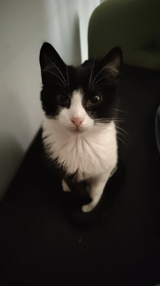 Cat to a good home - Image 2