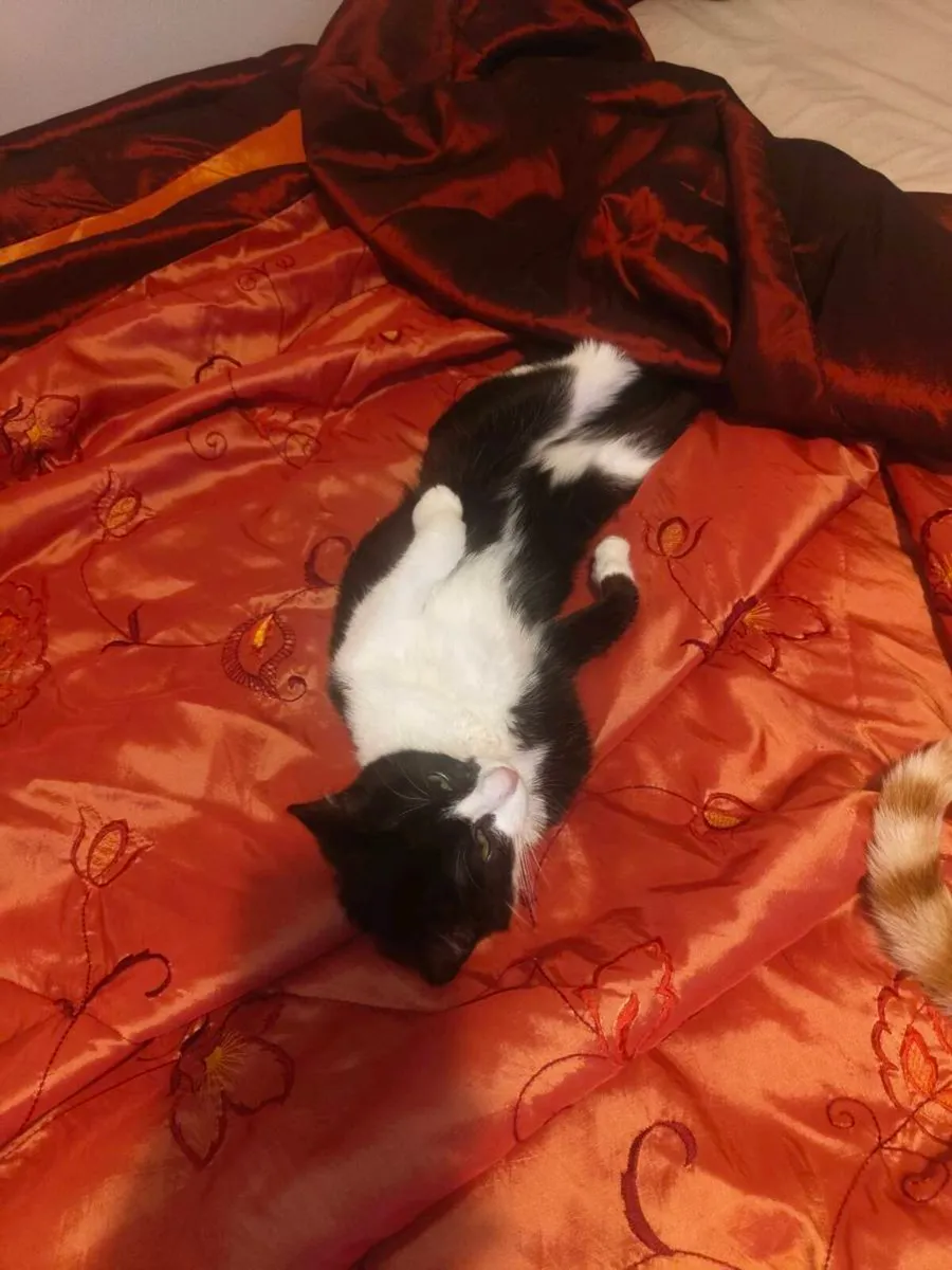 Cat to a good home - Image 3