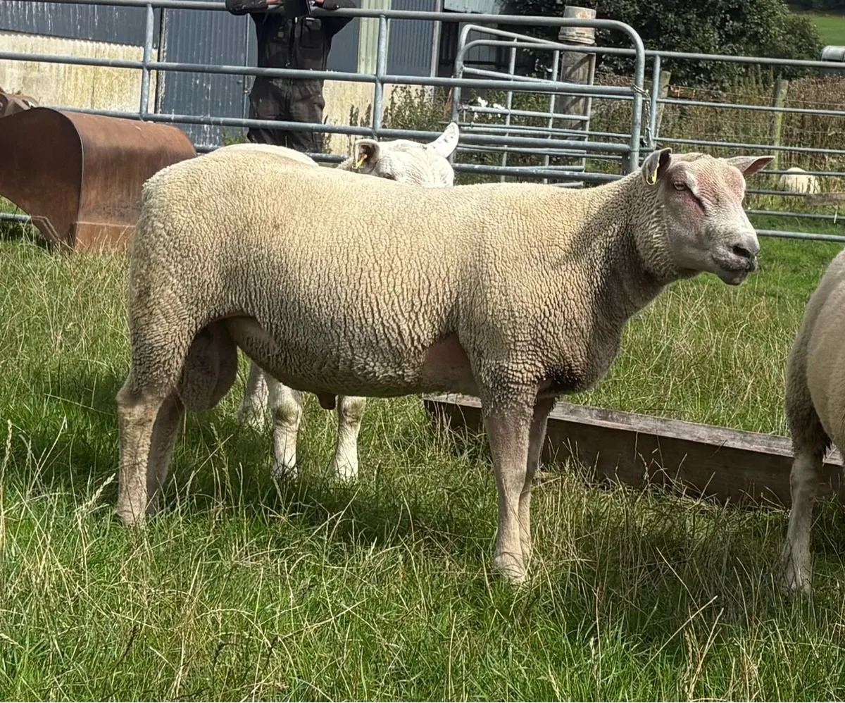 Charollais Hoggett ram - Image 3
