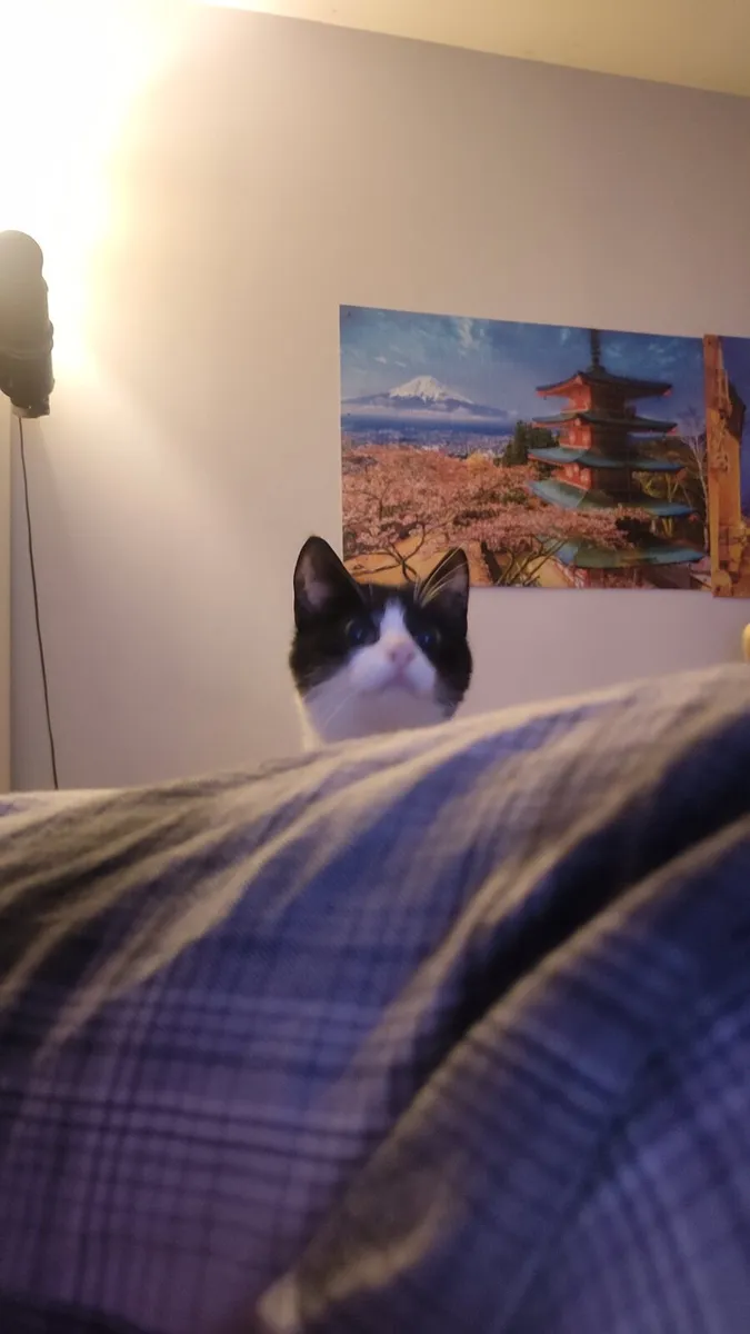 Cat to a good home - Image 4