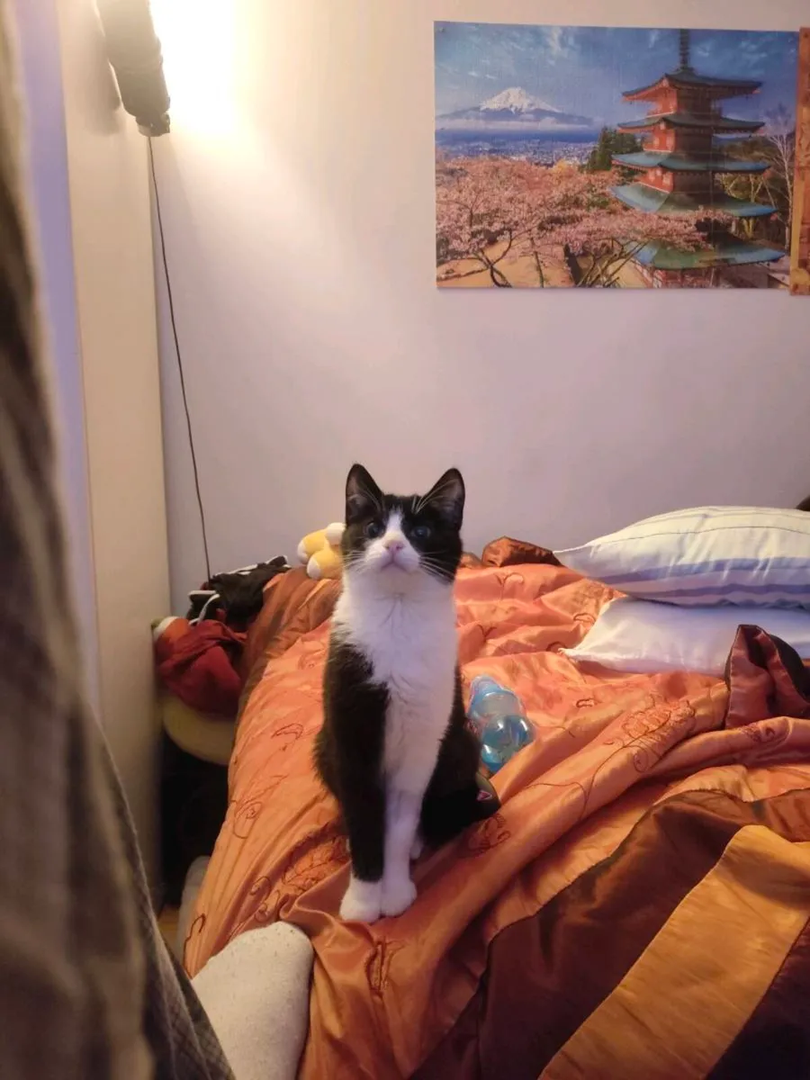 Cat to a good home - Image 1