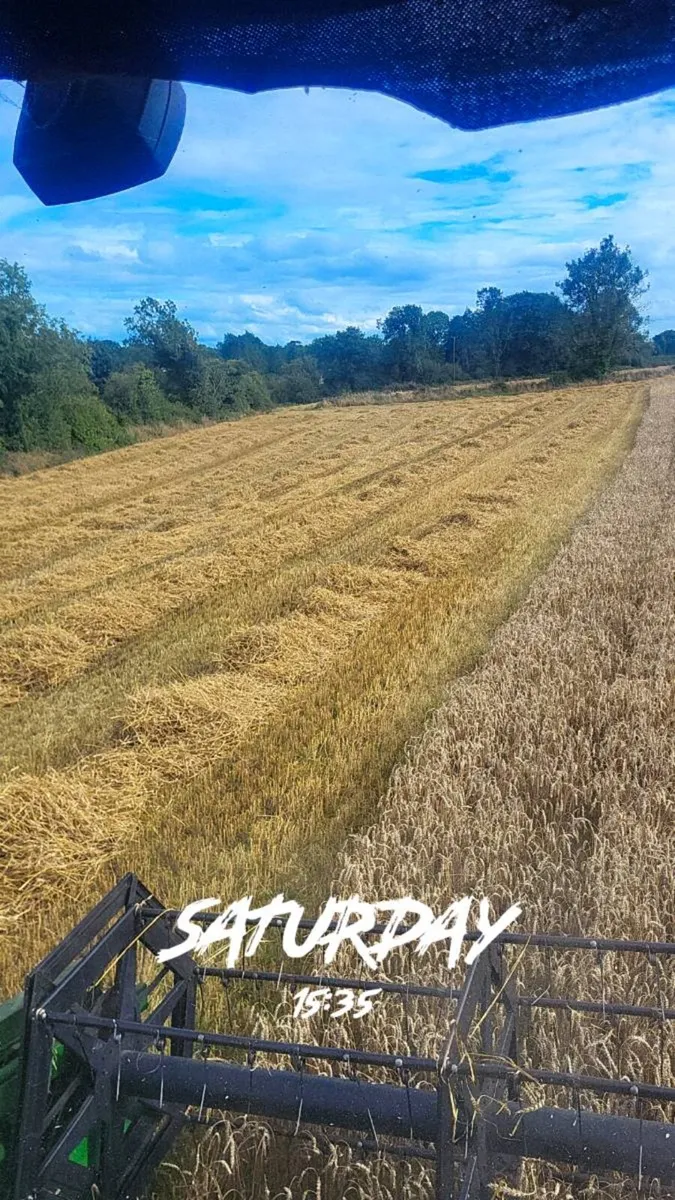 Spring Wheaten Straw