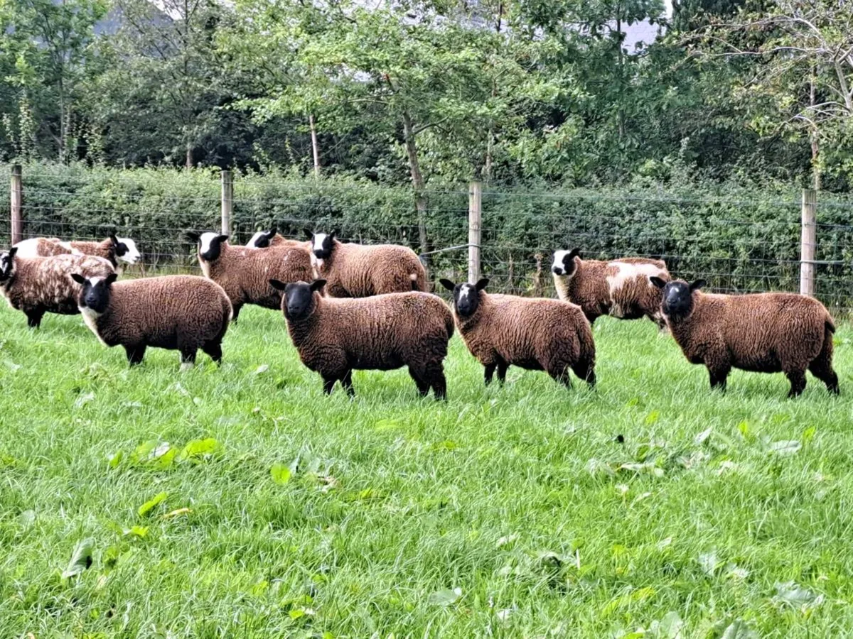 Lambs - Image 1