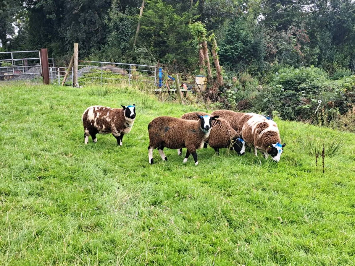 Lambs - Image 2