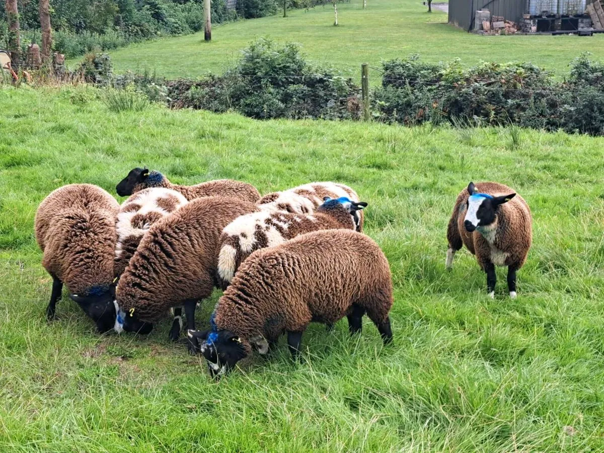 Lambs - Image 3