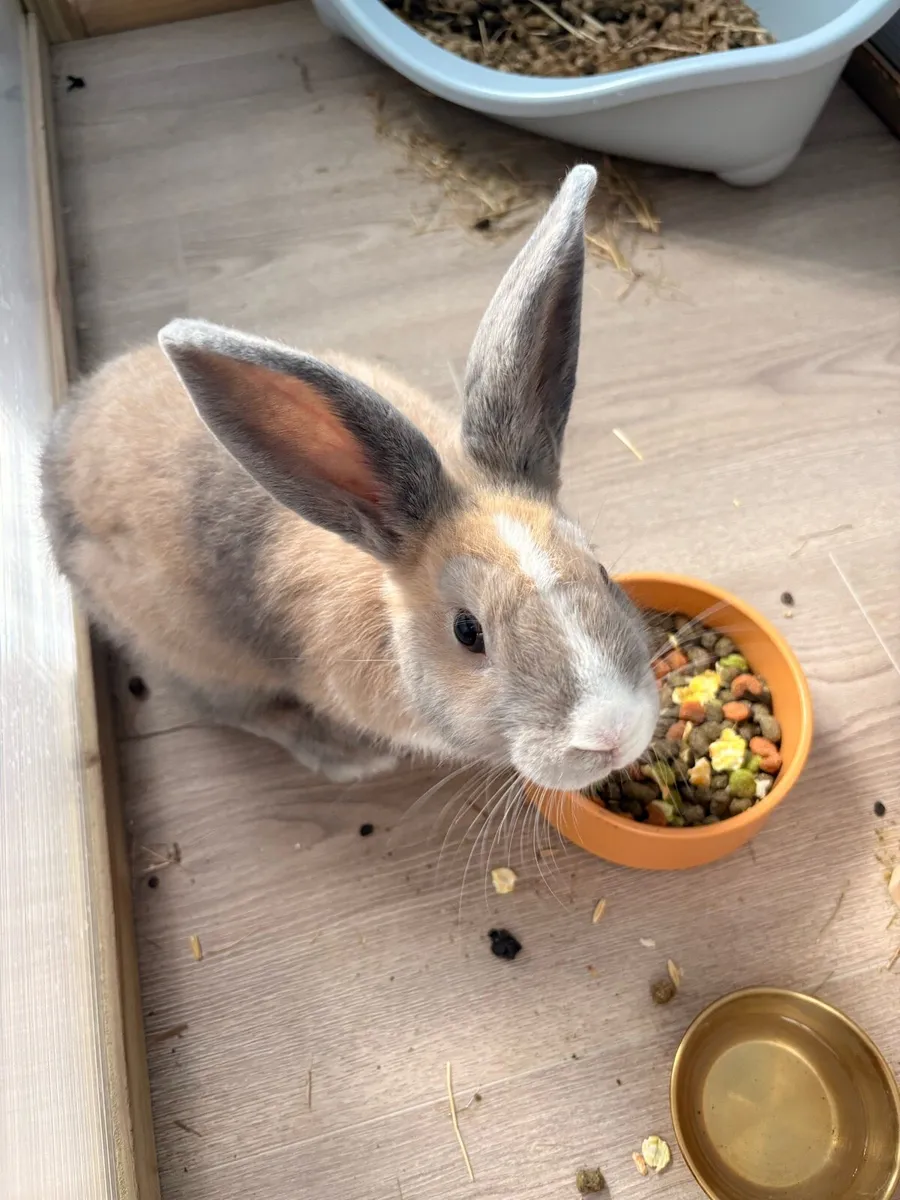 Rabbit - Image 1