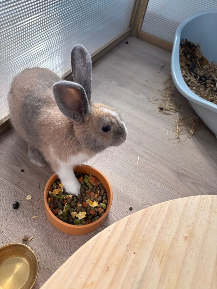 Rabbit - Image 2