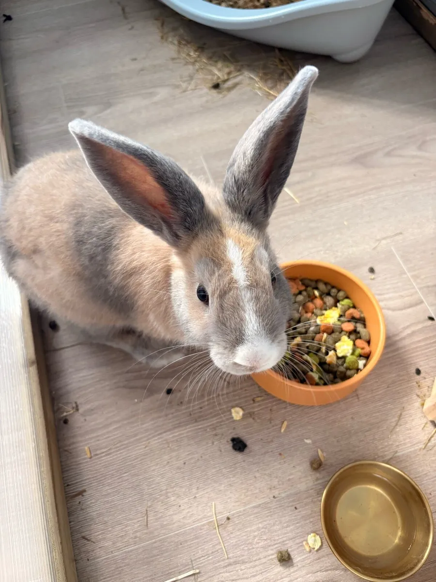 Rabbit - Image 4