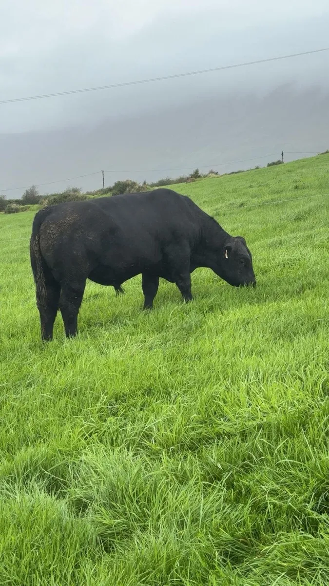 Angus Bull - Image 1