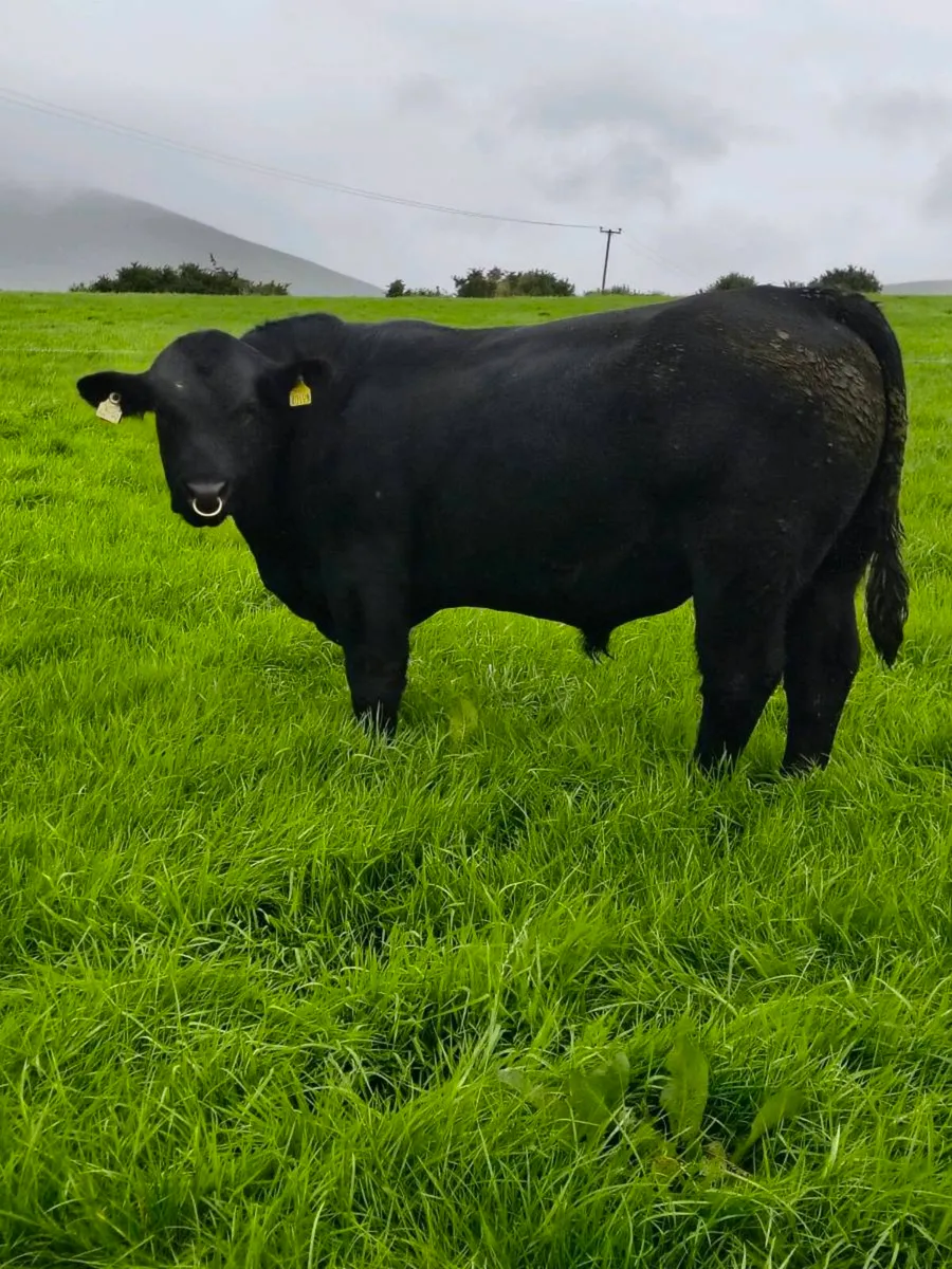 Angus Bull - Image 2