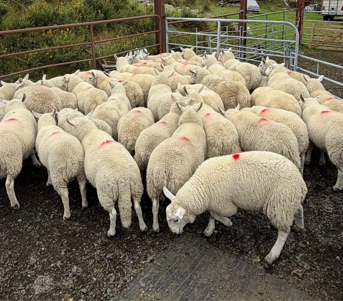 Organic Lambs - Image 2