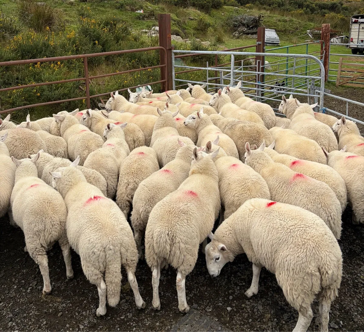 Organic Lambs - Image 1