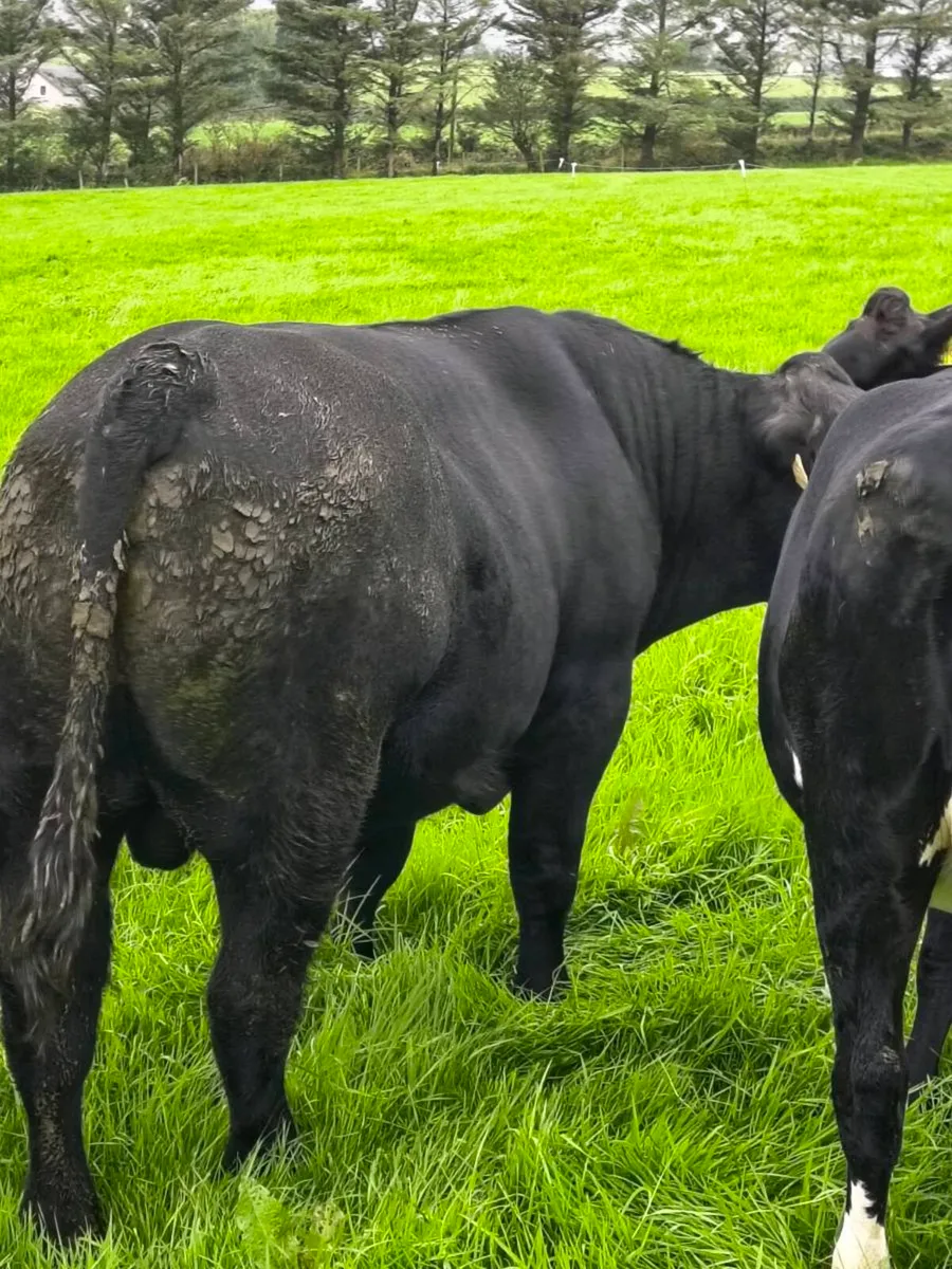 Angus Bull - Image 3