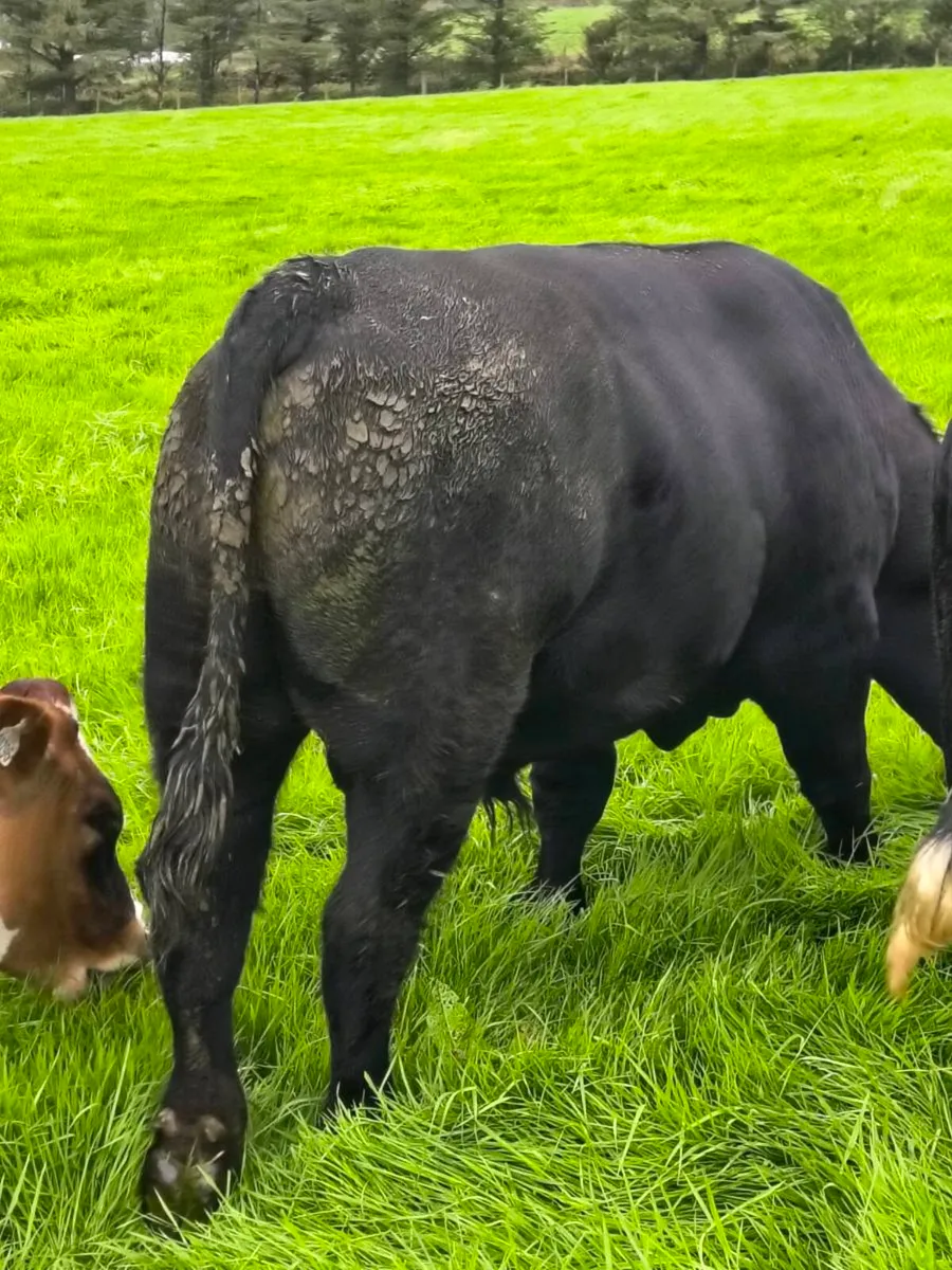 Angus Bull - Image 4