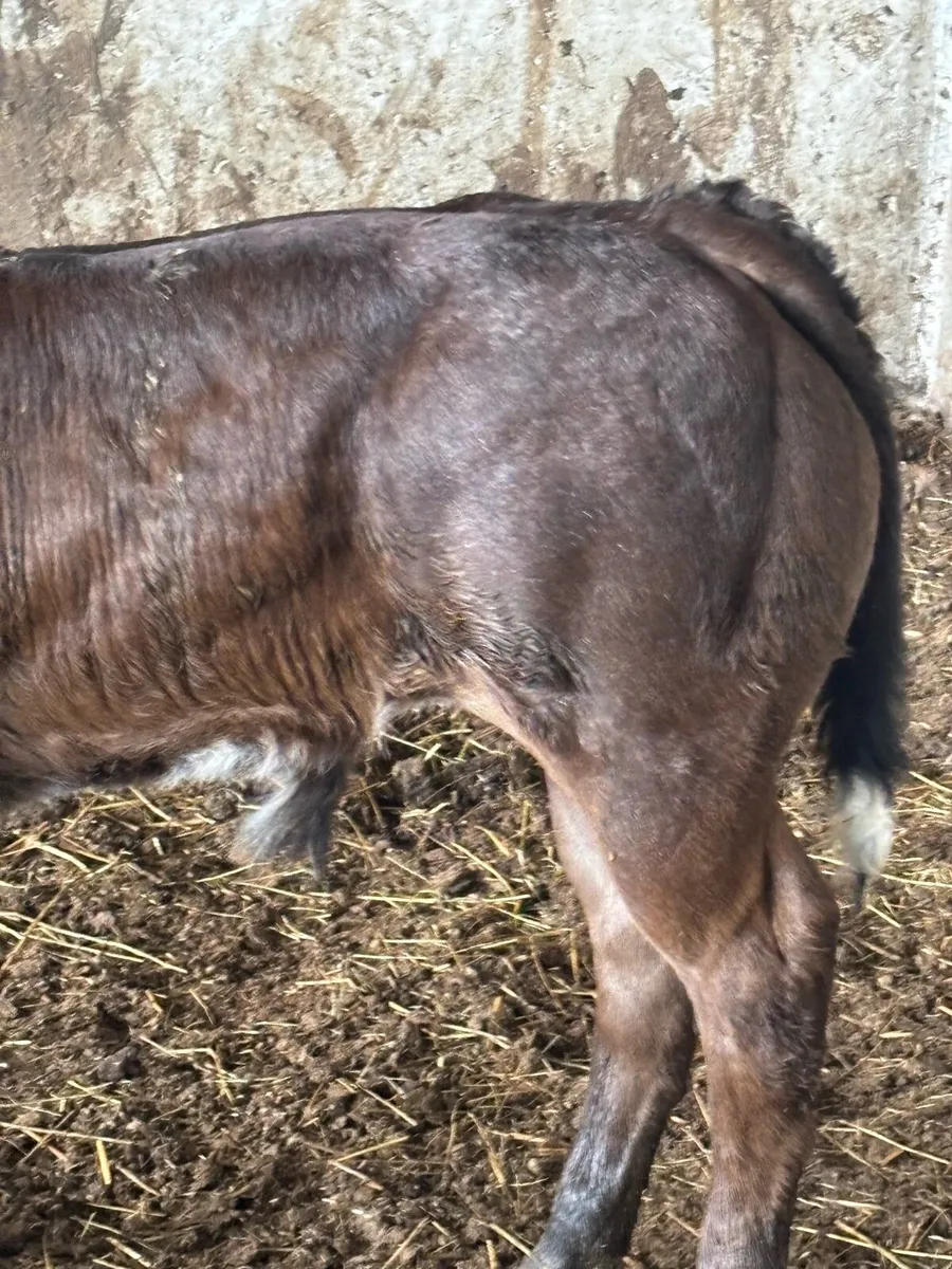 Superb E grade show calf - Image 2
