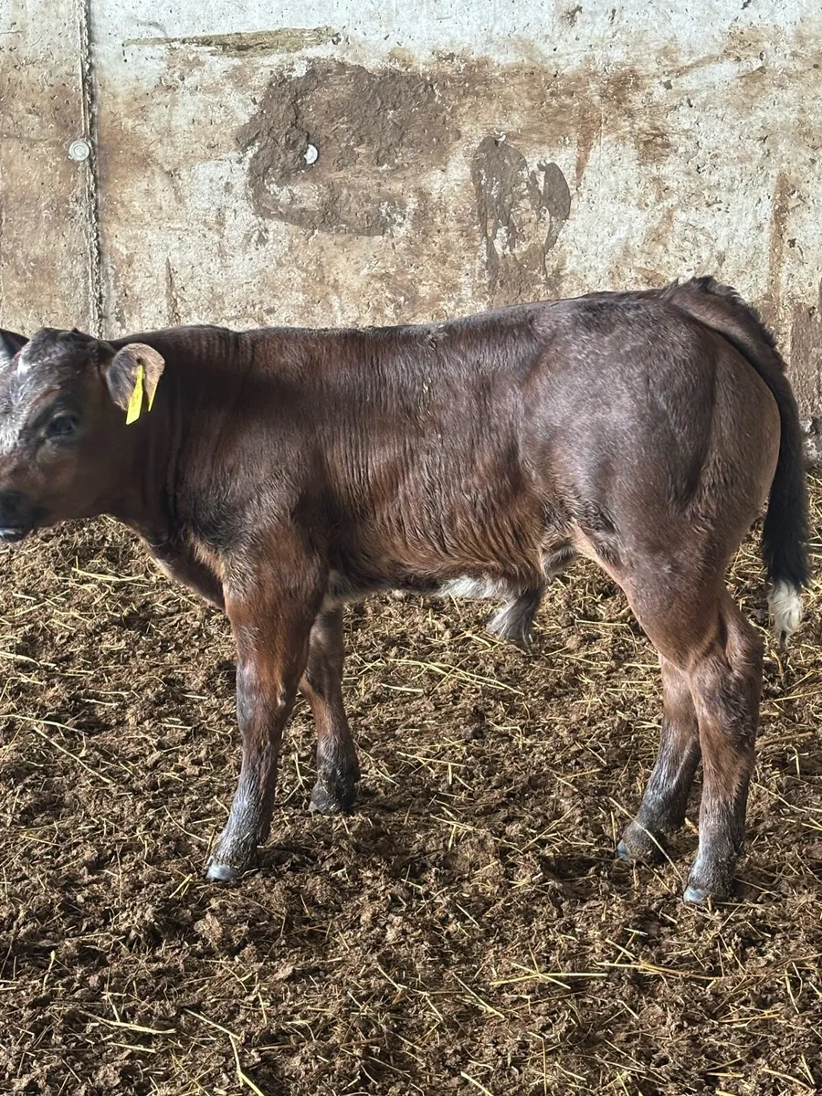 Superb E grade show calf - Image 3