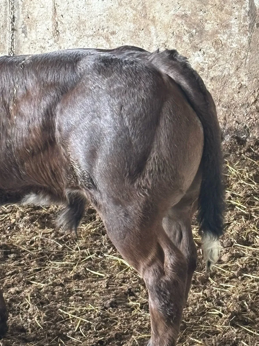 Superb E grade show calf - Image 4