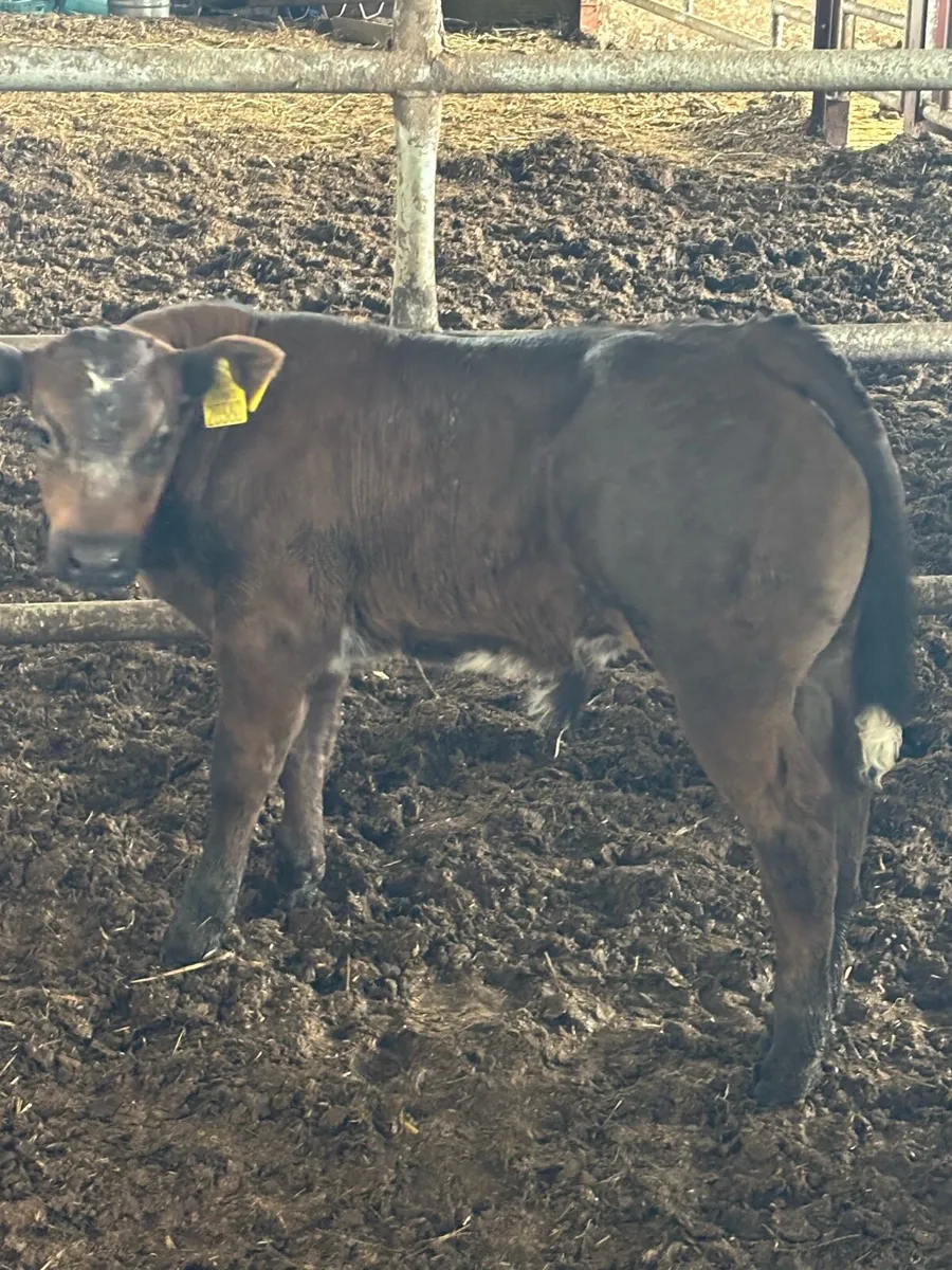 Superb E grade show calf - Image 1