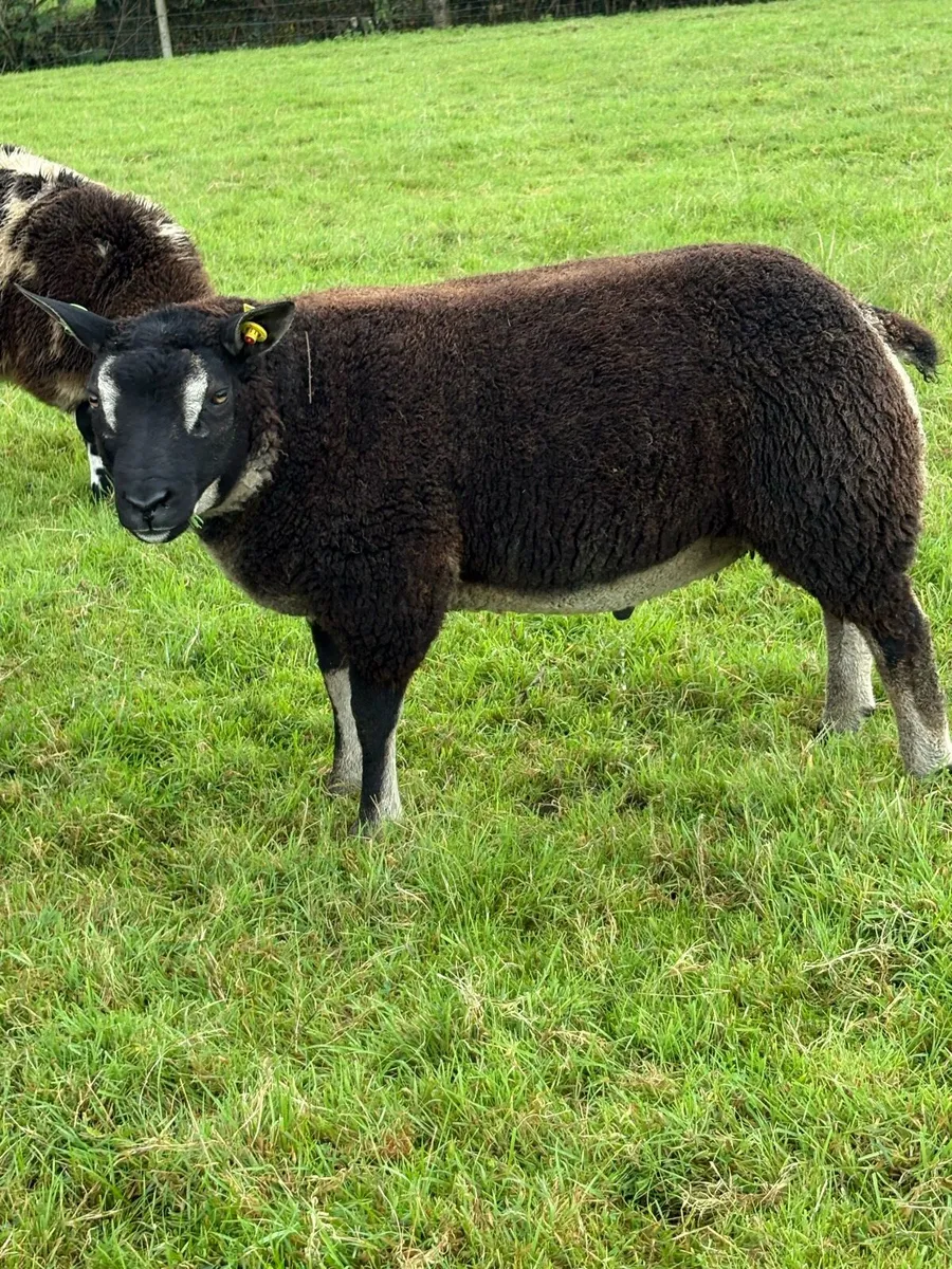 Dassenkop Ram Lamb - Image 1