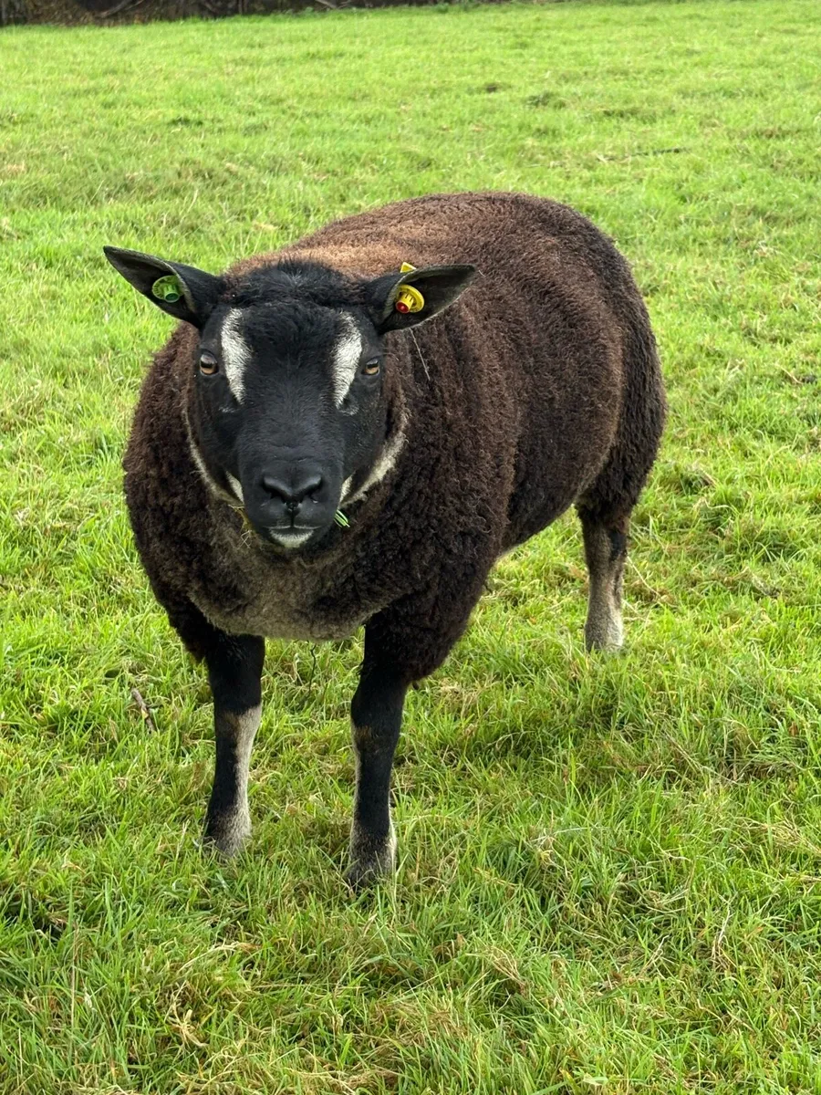 Dassenkop Ram Lamb - Image 2