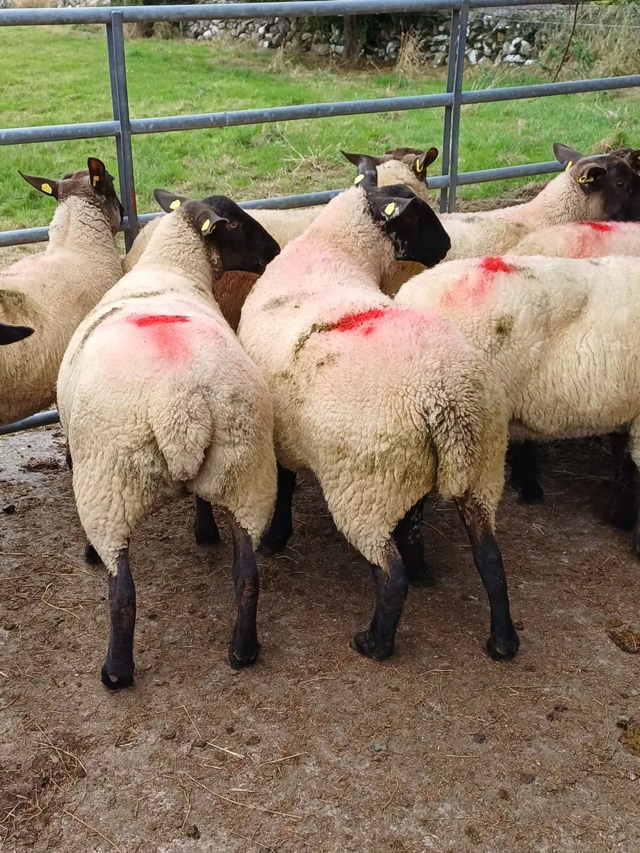 20 Cracking Ewe Hoggets - Image 1