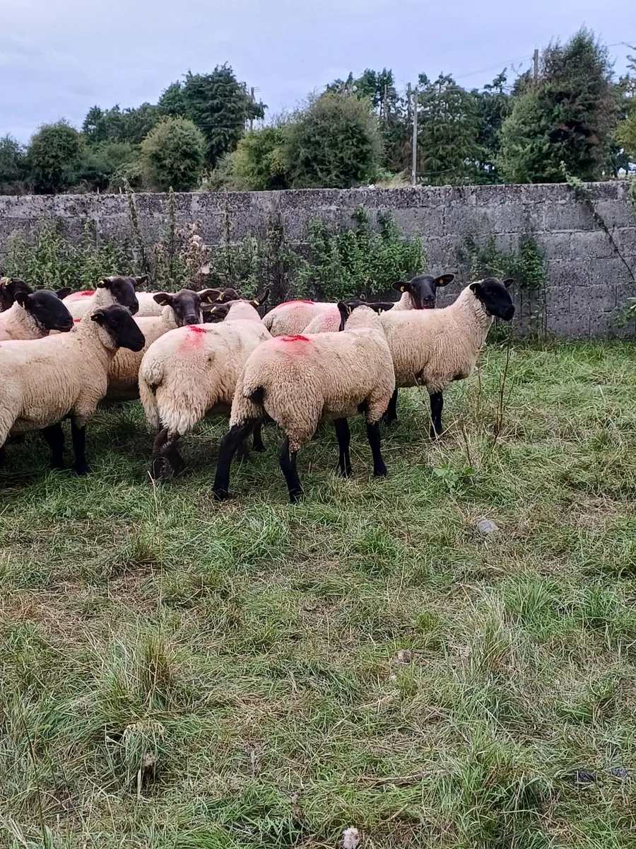 20 Cracking Ewe Hoggets - Image 2