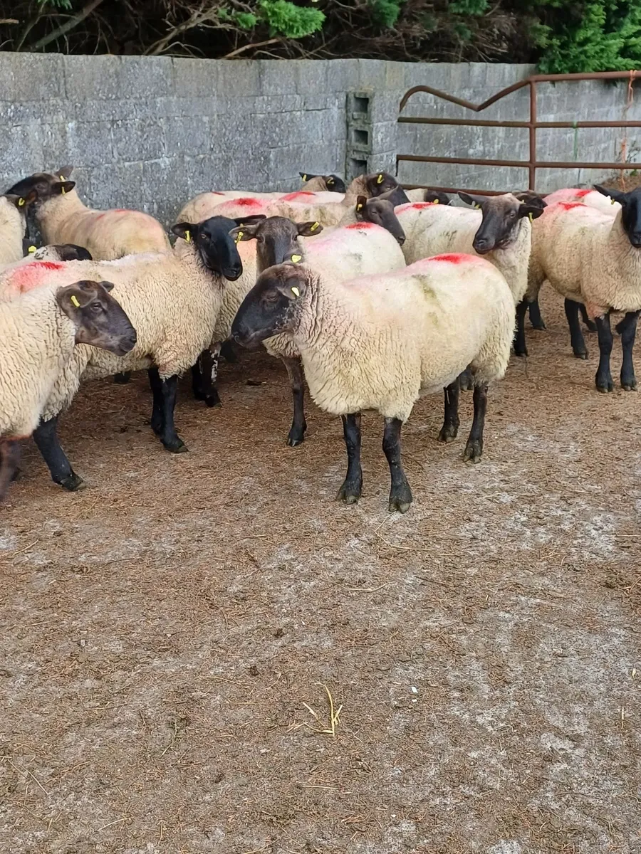20 Cracking Ewe Hoggets - Image 3