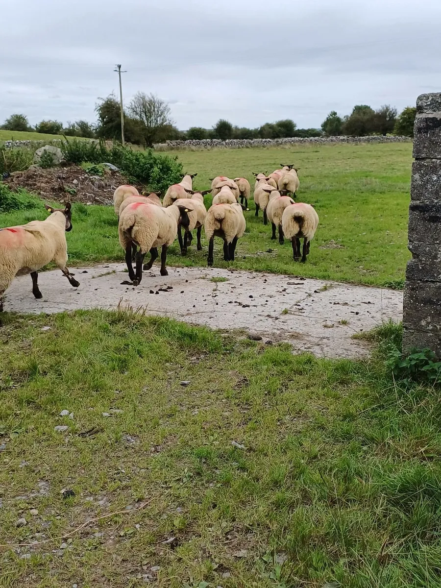 20 Cracking Ewe Hoggets - Image 4