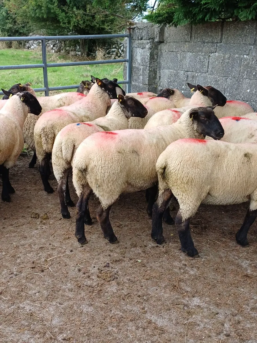 50 Ewe Hoggets - Image 1