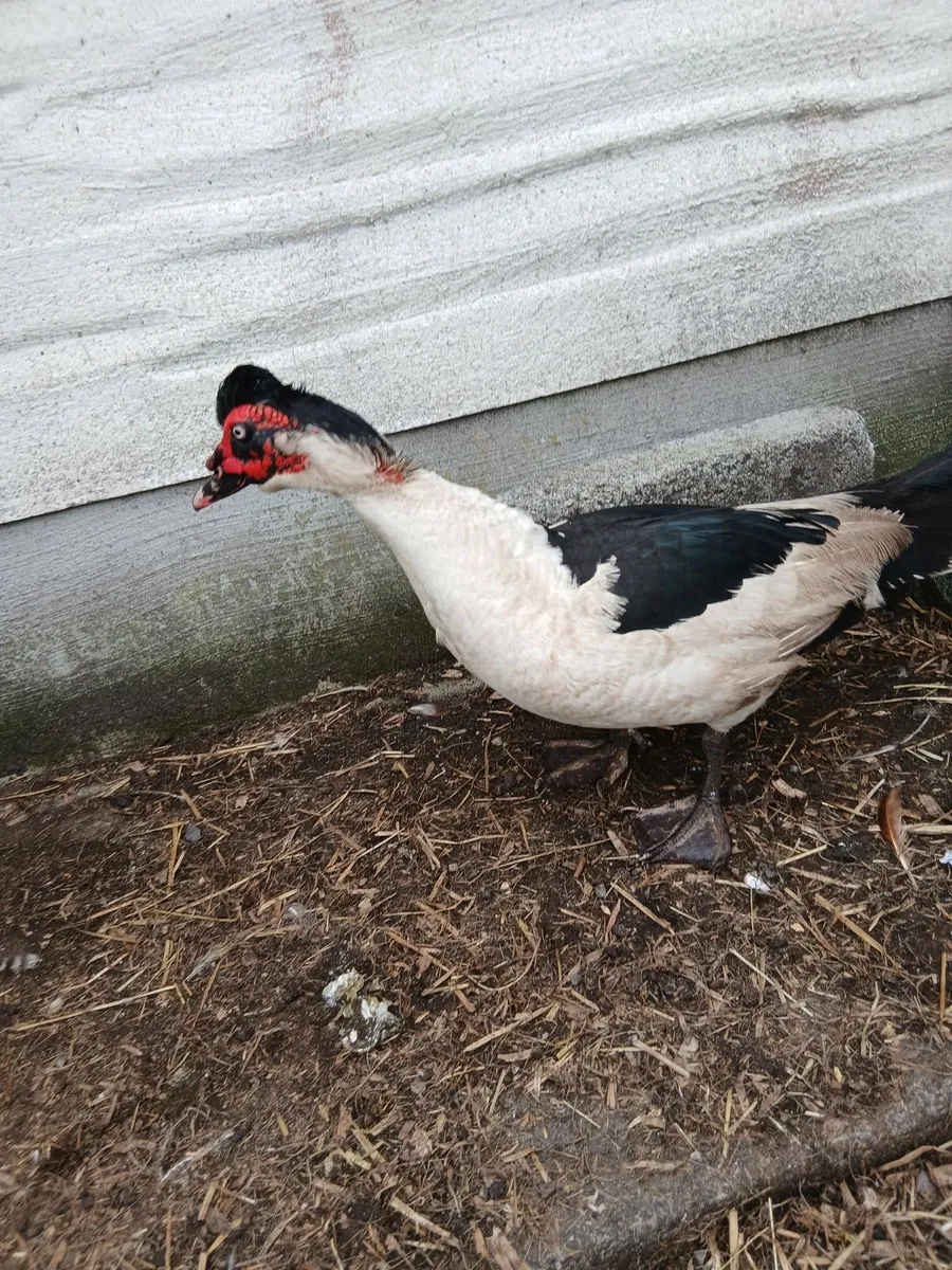 Muscovy drake - Image 1