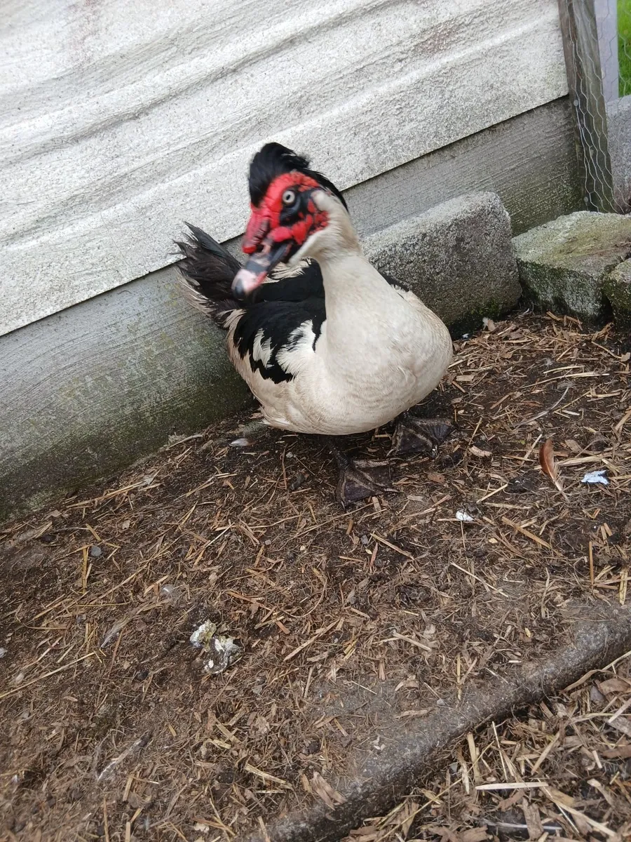 Muscovy drake - Image 2