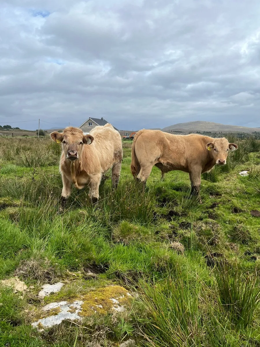 Charolais bull calf’s - Image 1