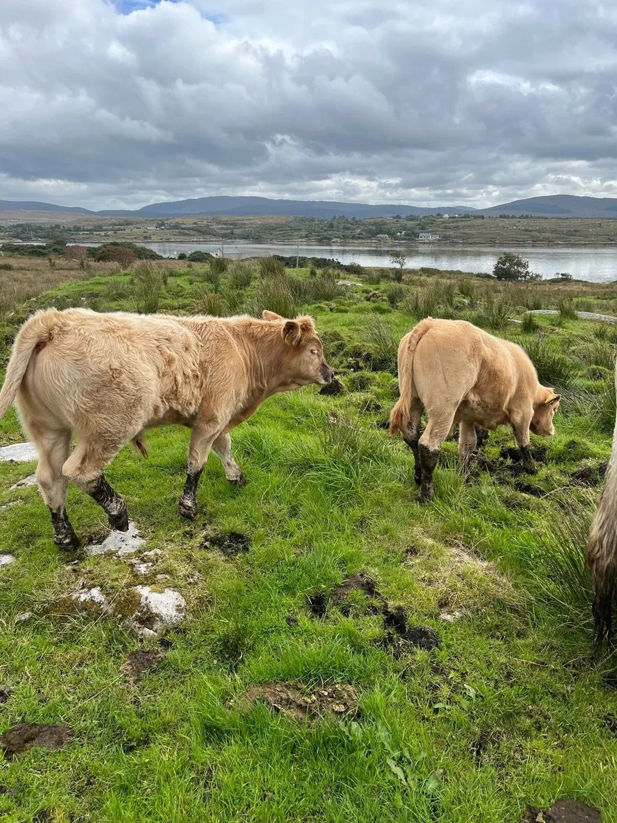 Charolais bull calf’s - Image 2