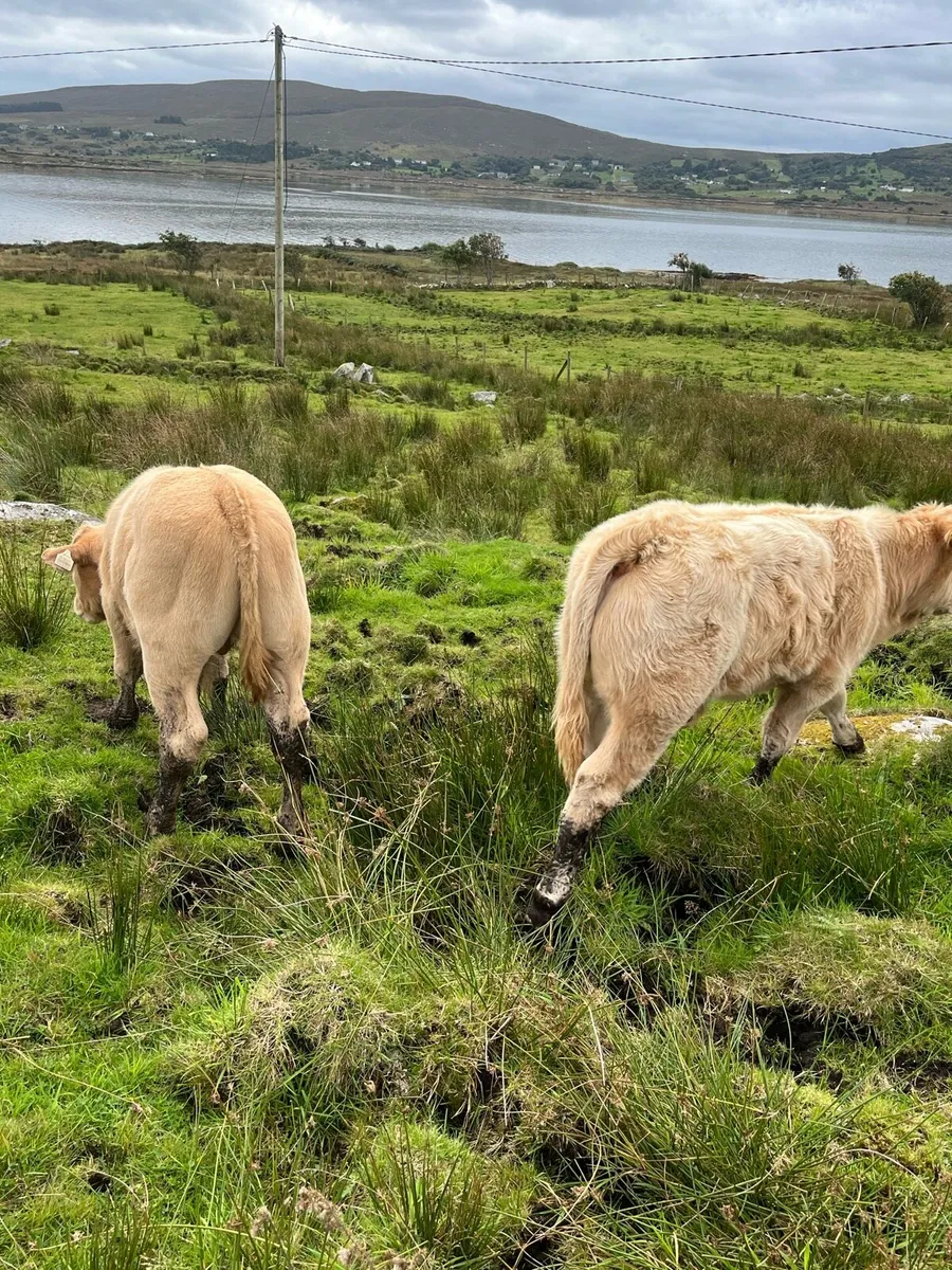 Charolais bull calf’s - Image 3