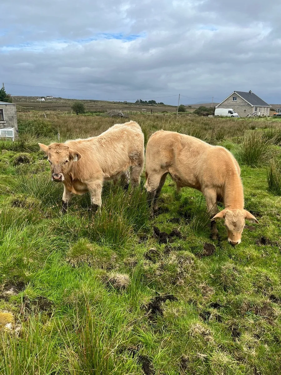 Charolais bull calf’s - Image 4