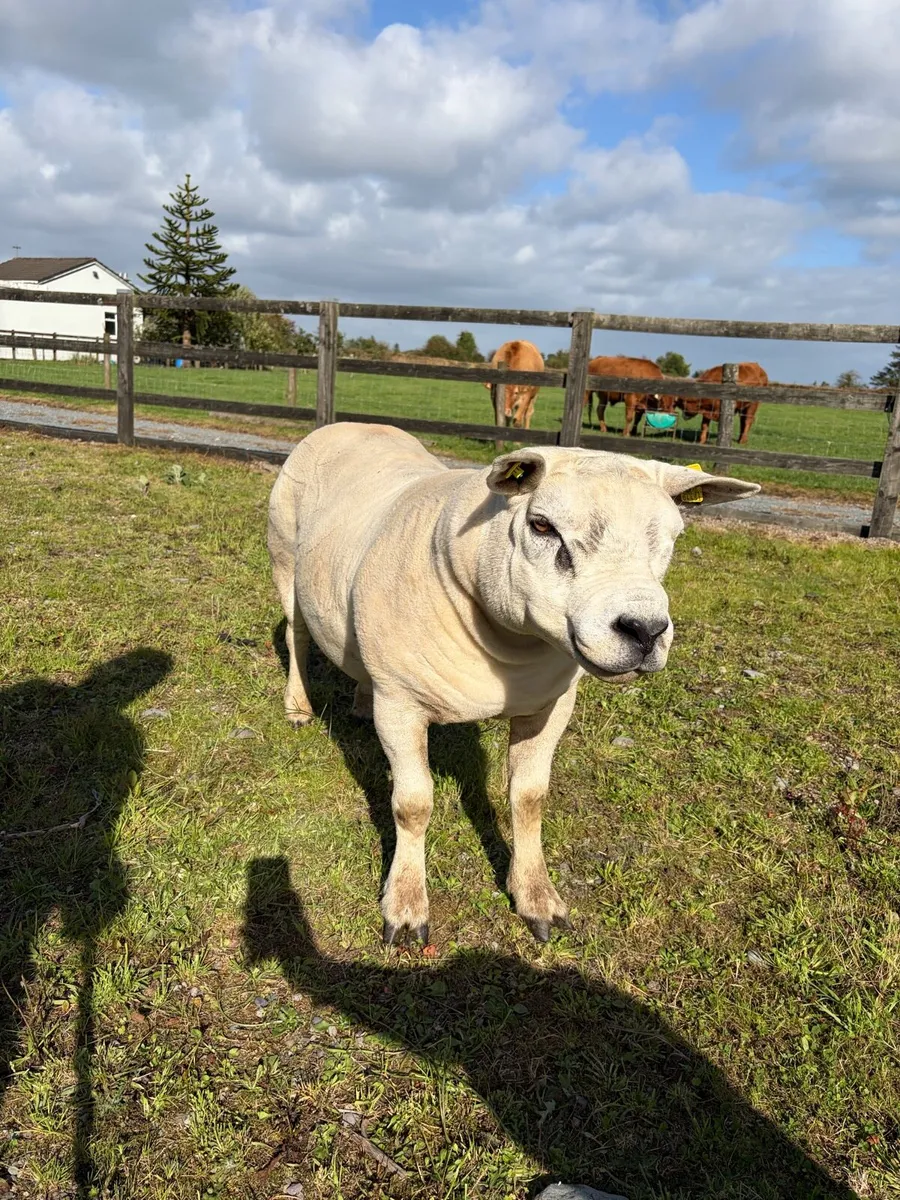 PBR Texel ram hogget - Image 1
